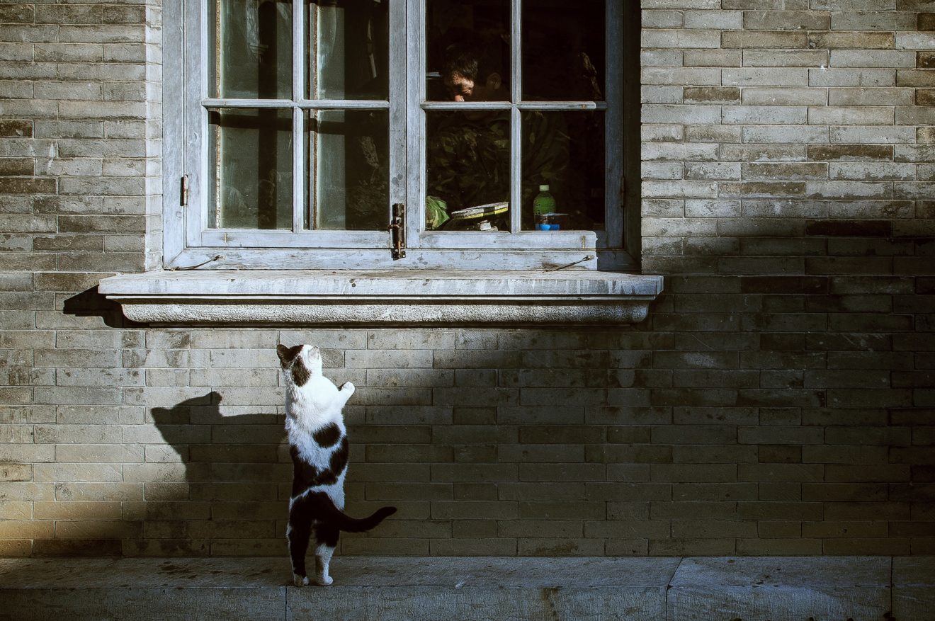 bing-han-nwgrige kat bij raam